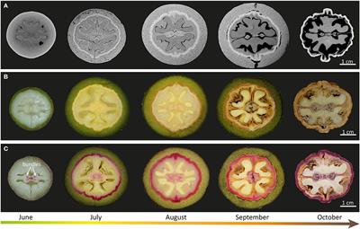 From the Soft to the Hard: Changes in Microchemistry During Cell Wall Maturation of Walnut Shells